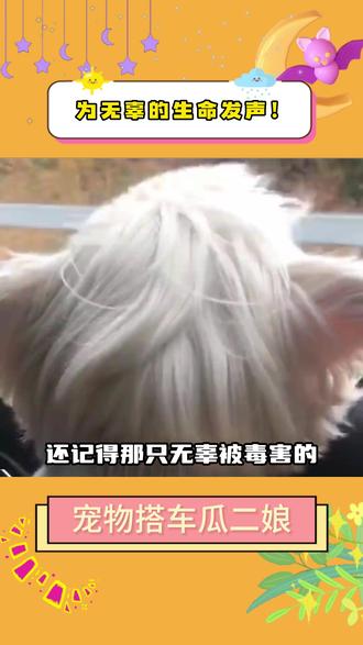 我会一直支持西高地papi妈妈! #西高地papi #宠嗒嗒 #宠嗒嗒宠物搭车 #宠物托运 #动物保护法立法