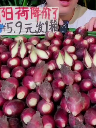 新鲜洋荷姜现摘现发产品野生阳荷姜洋荷笋洋霍阳合姜洋火新鲜蔬菜#洋荷姜 #好东西一起分享 #好物推荐🔥