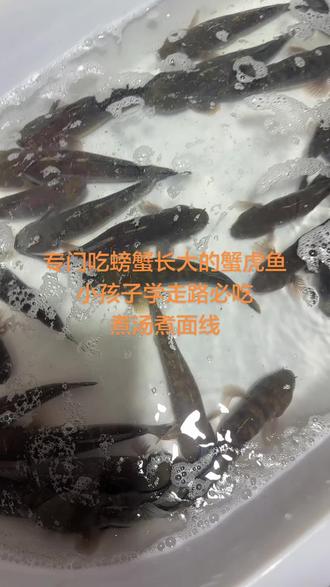 渔民抓上岸#蟹虎鱼
小孩子吃这个可以提高,免疫力