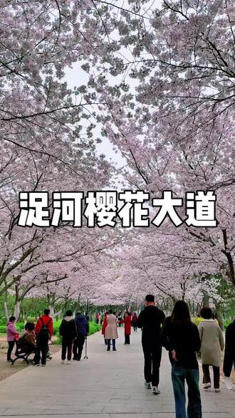 #用一种新的方式打开春天 谁还没去潍坊浞河樱花大道?这片粉色花海直接把春天美晕了!#寻美潍坊#更好潍坊#把春天踩在脚下