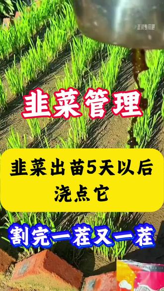 韭菜出苗5天以后浇点它,割完一茬又一茬#韭菜#韭菜管理#韭菜种植#三农