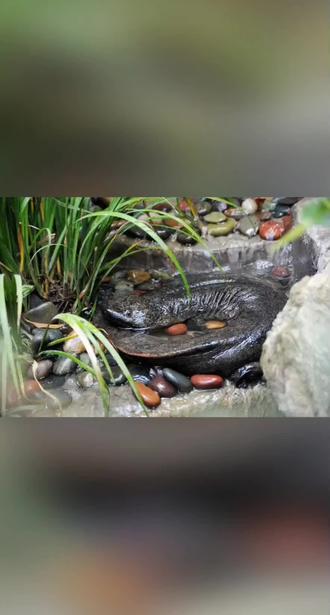 #植物种植技巧 #动物养殖知识#知识分享。娃娃鱼学名大鲵,其野外种群为国家二级保护动物,相关规定如下:
猎捕与交易
● 禁止非法猎捕、交易、运输野生娃娃鱼。因科学研究、人工繁育、公众展示展演等特殊情况,需出售、购买、利用的,应经省、自治区、直辖市人民政府野生动物保护主管部门批准,按规定取得和使用专用标识。
● 人工繁育技术成熟稳定的子二代娃娃鱼,凭人工繁育许可证按规定取得专用标识后可出售和利用。
食用
● 野生娃娃鱼严禁食用。取得相关许可证的养殖场产出的子二代及以上人工繁育个体,可用于食用,但需从正规渠道购买有资质、可溯源的产品,不买无证或来源不明的“娃娃鱼”。
放生
● 严禁擅自将养殖的娃娃鱼放生到自然环境,放流需进行疫病和物种基因检测。
法律责任
猎捕、杀害、食用或非法交易国家保护的娃娃鱼,将依《中华人民共和国刑法》等受惩处,处五年以下有期徒刑或拘役并处罚金;情节严重,处五年以上十年以下有期徒刑并处罚金;情节特别严重,处十年以上有期徒刑,并处罚金或者没收财产。