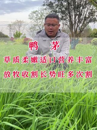 在林下种植、荒山放牧,可以随意撒播的牧草,鸭茅适应能力强长势旺,放牧或收割都不错,营养丰富蛋白高好消化,动物爱吃多年生。#牧草养殖#放牧牧草#林下种植#鸭茅#多年生牧草