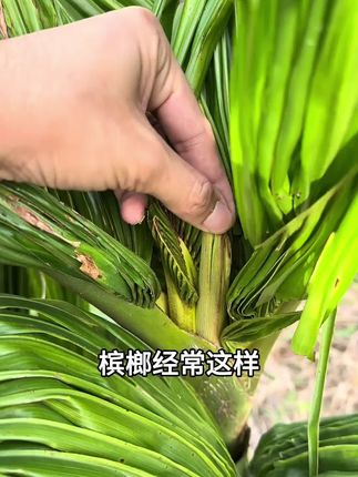 #病虫害防治 #三农种植 #种植技巧 #槟榔树