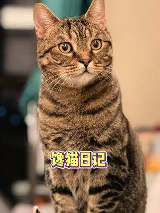 让小猫日思夜想的鸡胸肉!9.9到手14包,高性价比的选择,配料干净,肉质细腻,小猫小狗都爱吃#宠物零食 #猫咪日常 #铲屎官的乐趣 #萌宠好物