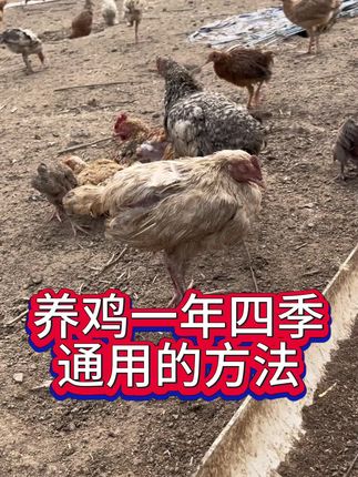 一年四季养鸡通用的方法#农村养鸡人