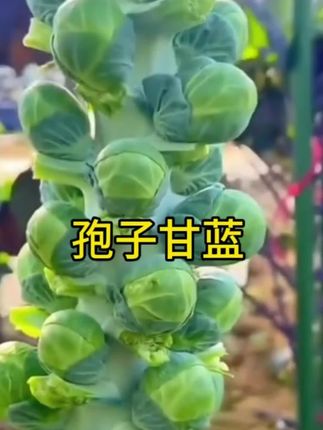 孢子甘蓝#绿色蔬菜 #炒着吃还是煮着吃 都好吃#还可以涮火锅#种植