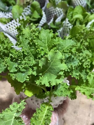 #有机蔬菜 #纯天然绿色蔬菜 欢迎大家来选购