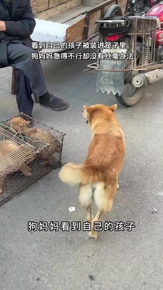 关爱狗狗,别让小狗再流泪 #动物世界 #狗 #小狗 #神奇动物在抖音