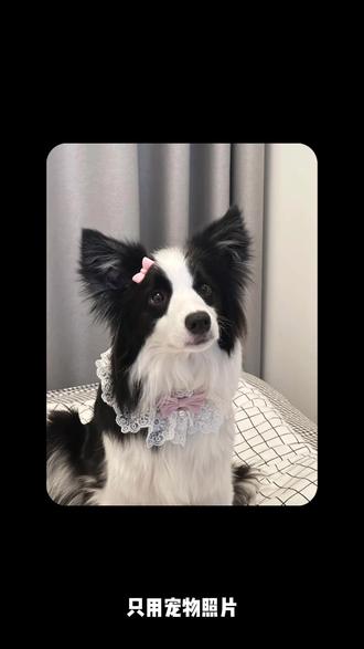 萌宠带货视频🔥新手小白轻松制作 #AI视频 #小云雀AI #宠物带货 #萌宠出道 #AI视频教程