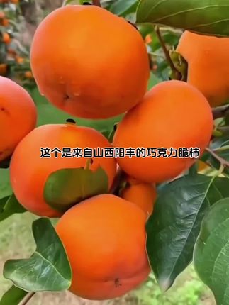 #优质农产品 #新鲜采摘 #应季水果 #三农种植 #快来一起尝个鲜 @抖音小助手