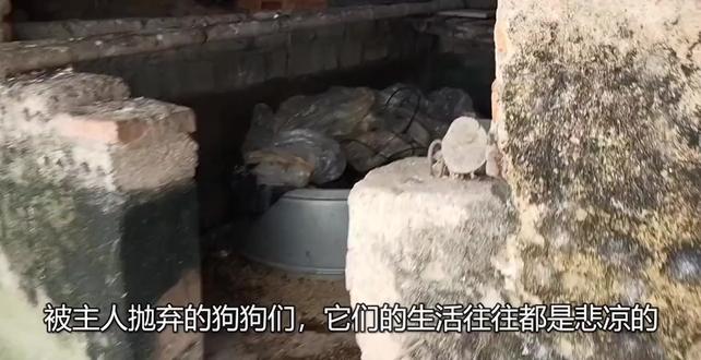 小狗被电线缠住幸获救,带回家后和鸭子当起朋友,画面搞笑又温馨 #救助流浪狗 #救助流浪猫 #宠物救助 #流浪猫 #流浪狗