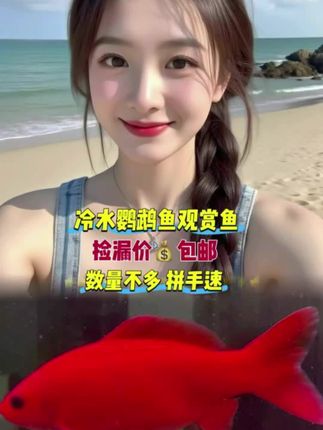 🔥被问爆的鹦鹉鱼,养它就像把热带珊瑚海装进鱼缸! 艳红鱼身灵动游弋,自带氛围感,堪称“造景氛围组”天花板。无论配沉木还是水草,随手一拍都是朋友圈亮点。 它生命力强、对水质不苛刻,新手也能轻松养。性格还活泼亲人,喂食时簇拥而来,互动感拉满! 🐠心动就行动,把这份鲜活带回家! #鹦鹉鱼 #冷水鱼 #水族 #观赏鱼 #鱼缸里的大自然