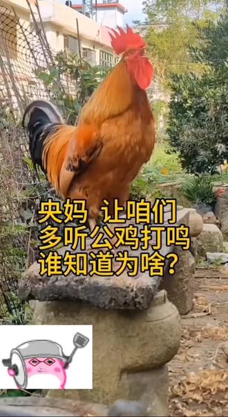 桃木棍挂老鳖,公鸡打鸣