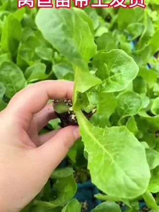 #三农种植 #种植小技巧 #强烈推荐 #抖音助农扶农 #窝笋苗