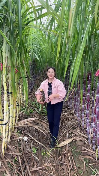 #河上村甘蔗采摘园9.9采摘甘蔗,
