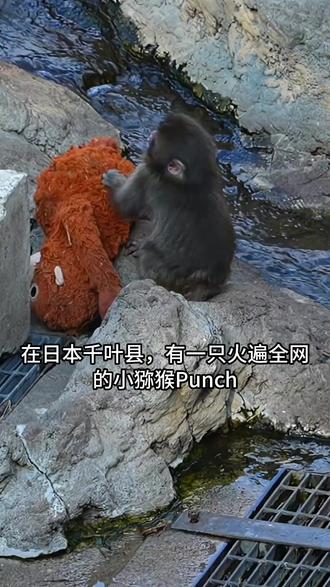 它叫Punch,一只被母亲遗弃的小猕猴 在日本千叶县,有一只火遍全网的小猕猴Punch。它刚出生就被遗弃,只能抱着饲养员从宜家买来的猴子玩偶相依为命,那是它唯一的“妈妈”。
今年1月,Punch尝试融入猴群却惨遭孤立和欺负,每次满身伤痕,它都会默默缩回角落抱紧玩偶。这一幕看碎了无数网友的心,甚至有人喊话要领养它。
好消息是,最近已有成年猴子愿意接纳它了!虽然生活仍有磕绊,但Punch的坚韧治愈了无数游客。看着它努力长大的样子,大家直呼:连小猴子都在努力,生活真的还有希望!#punch #治愈