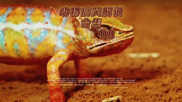 《动物搞笑解说合集》
#动物世界 #生物多样性