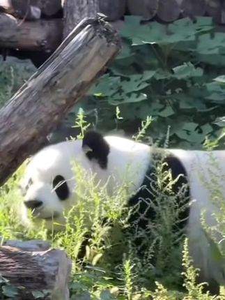 他好像童话世界里的小精灵。有时候觉得好不现实,这样美好的么么儿是真实存在的吗?是的,他是的😭,他是集齐所有美好的小天使!天气终于凉了,宝贝想大家了#萌兰 #大熊猫萌兰 @公牛世家官方旗舰店 #公牛世家让每一步都有戏