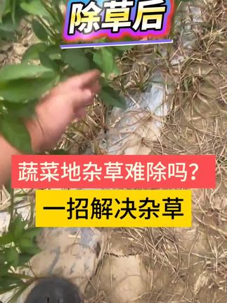 蔬菜苗后除草,只除草不伤蔬菜 #种菜 #蔬菜种植 #阔叶蔬菜苗后专用除草剂 #蔬菜地专用除草剂