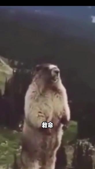 自己种花自己赢 #花神杨紫代言我的花园世界 #来花园一起大红大紫#玩游戏送真花 @我的花园世界小游戏