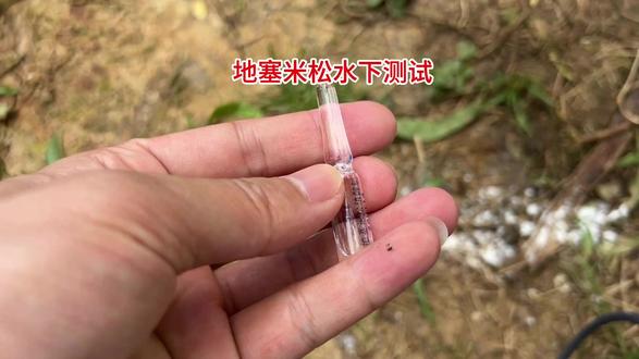 地塞米松水下测试,草鱼鲤鱼狂咬不松嘴#钓鱼 #爆护饵料 #饵料添加剂 #鱼饵添加剂 #老G翠红