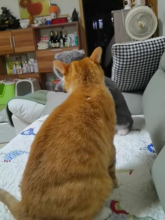 #记录猫咪日常