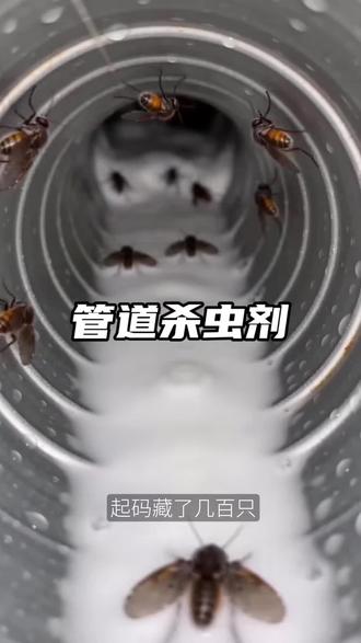 夏天一到,卫生间真的容易有小飞虫,尤其洗手池、地漏附近,晚上灯一开特别明显。家里有小飞虫千万别大意,关乎全家卫生,家里怕虫子的真的能懂那种崩溃感 #蛾蠓怎么消灭#下水道杀虫剂#下水道小飞虫 #小飞虫怎么办#小飞虫如何彻底消除