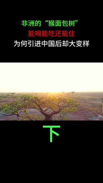 非洲的“猴面包树”,能喝能吃还能住,为何引进中国后却大变样?