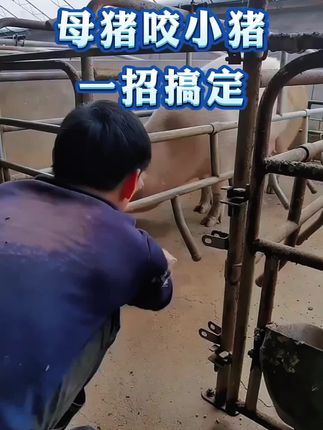 #养猪 #母猪 #仔猪 #养猪人不容易