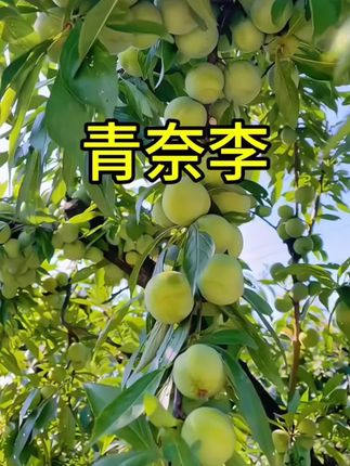 青奈李新鲜现摘,酸甜多汁,孕妇水果!#优质农产品 #新鲜采摘 #应季水果 #快来一起尝个鲜 #农村生活