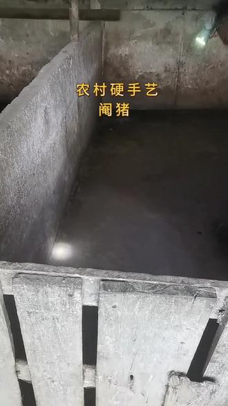 农村硬手艺!张黄马一阉猪,手起刀落不墨迹 !#农村硬手艺 #阉猪技术 #马一阉猪#民间高手 #阉猪