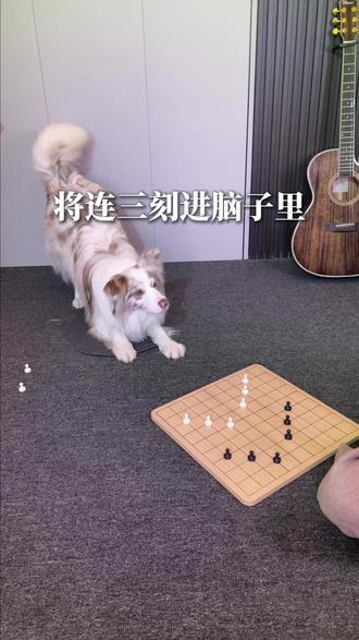 教边牧学五子棋,基础连三图形,照着摆就会!#边牧 #狗狗下棋 #宠物训练 #聪明狗狗 #萌宠成长