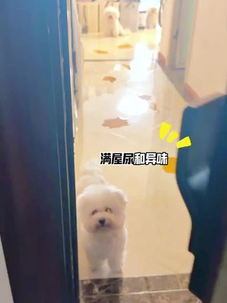 心伴蜜语狗狗尿垫 除臭加厚吸水超大#狗狗尿垫 #狗狗 #宠物尿垫 #宠物 #好物分享