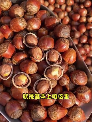 #干果坚果 #榛子#大榛子#农村美食#东北特产 正宗东北开原大榛子,2025年新榛子,现炒现发,颗颗饱满,嘎嘎香