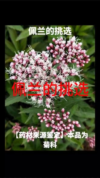 #佩兰的挑选#一日一植物 #植物科普 #中草药 #植物