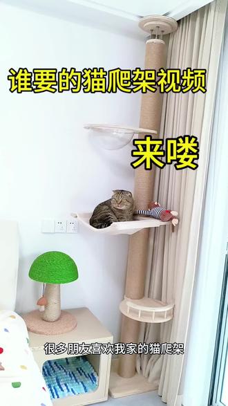 终于找到不占地方又稳固的猫爬架了,顶天立地,免打孔安装,多猫家庭首选,客厅卧室阳台都可以装#多猫家庭 #顶天立地猫爬架 #猫爬架推荐 #养猫好物分享 #小户型养猫