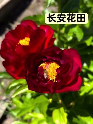麦卡尼克Mackinac Grand #芍药种苗 #芍药种植 #种植基地 #种植
