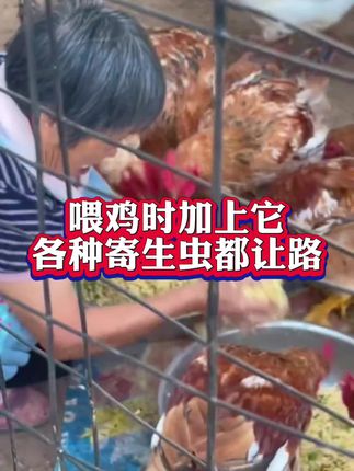 喂鸡时加上它,各种寄生虫都让路 #三农 #农村散养鸡 #生态散养鸡 #鸡病防治#科学养鸡