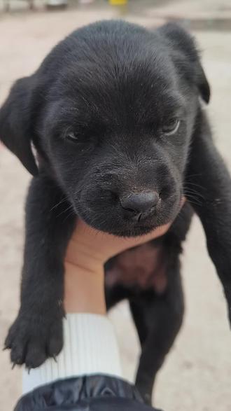 说为什么当我的小狗#谁家小狗像个小宝宝 #本村最靓的狗