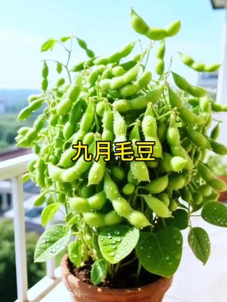 #九月毛豆#种子#AI