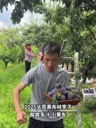 再不吃等明年,2025年黑布林李子成熟了,酸爽多汁带一箱尝尝吧#李子 #黑布林李子