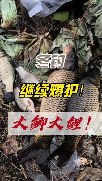 我恐高!所以做不了空军?#发酵虻虫 #黑水虻 #钓鱼 #钓鱼人就是这么疯狂 #青少年创作者成长计划