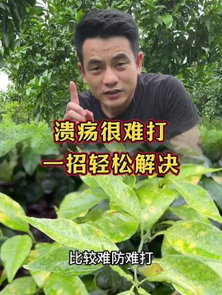 溃疡难打怎么办?一招教你轻松拿捏!#溃疡#果树溃疡病 #病虫害防治 #病虫害防治用药方案 #病害