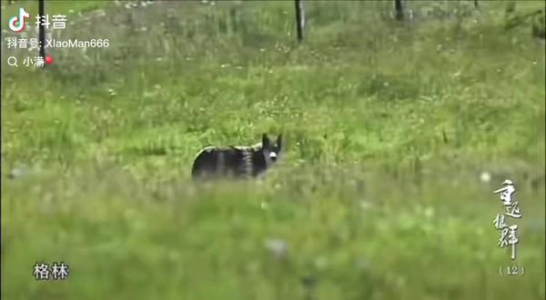 格林媳妇辣妈也被毒死了,他们有三个孩子,福仔,双节棍,飞毛腿,小不点。小不点是前狼王的孩子,父母也是遭牧民猎杀。格林夫妇收养了它。儿子福仔和弟弟小不点被牛贩子追杀时候,弟弟因为受伤被抓住。福仔本可以逃跑,为了救弟弟,折返,被牛贩子用打狗棒爆头打死。弟弟小不点失踪。双节棍被牧民抓住关笼子里,准备扒皮售卖,双节棍逃跑,被牧民抓住,用铁丝捆住脖子,最后还是跋山涉水跑回了父母的身边。随着长大铁丝越勒越紧,奄奄一息时候,格林找到妈妈的住处寻求帮助,但是妈妈刚走。晚上双节棍去世,狼群响起了哀嚎。飞毛腿被刺穿了肚皮,格林媳妇辣妈带着受伤的飞毛腿来找格林妈妈寻求帮助,妈妈用自己的红腰带为飞毛腿包扎伤口,飞毛腿带着红腰带返回了格林身边,格林把妈妈的红腰带保存了七年,在自己快离世的时候把腰带又还给了妈妈。