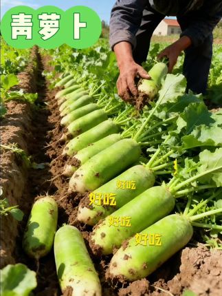 #萝卜 #新鲜采摘 #优质农产品 #健康蔬菜 #家庭种植纯天然绿色蔬菜