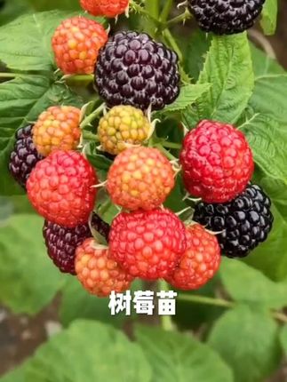 爬藤树莓苗南北方种植室内外庭院盆栽地栽双季果树苗当年结果#树莓苗