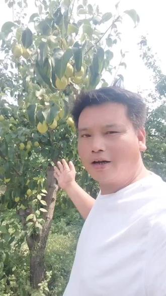 咱家的红香酥梨马上就要成熟了#农村生活