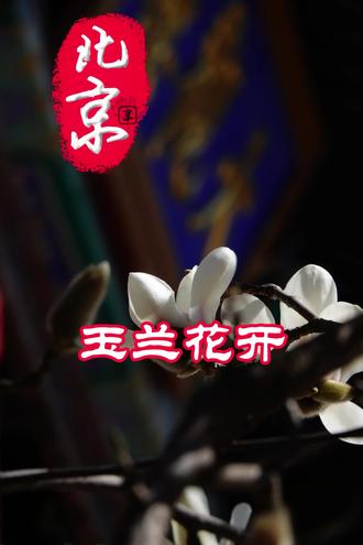 大观园的玉兰花盛开了,祝您又顺又旺
#今日分享#玉兰花开#原创作品#大观园