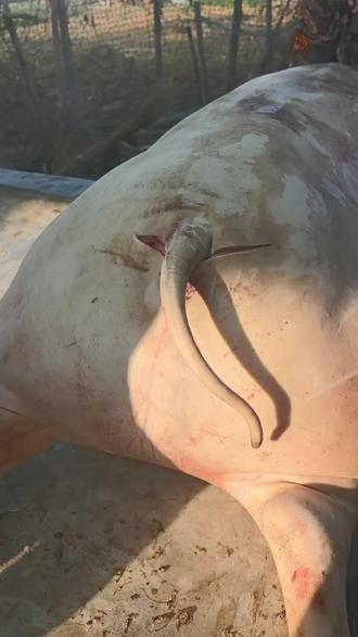 小猪拉屁股——开眼了!好多朋友问,猪尾巴为什么要割成一个圆的?中国人讲究个好意头寓意就是一年到头,图个圆圆满满…所以猪尾巴下的越圆越好!#这手艺如今很少见了快失传了